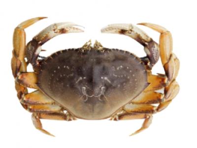 Cua Bắc Mỹ Dungeness Sống LIVE DUNGENESS CRAB